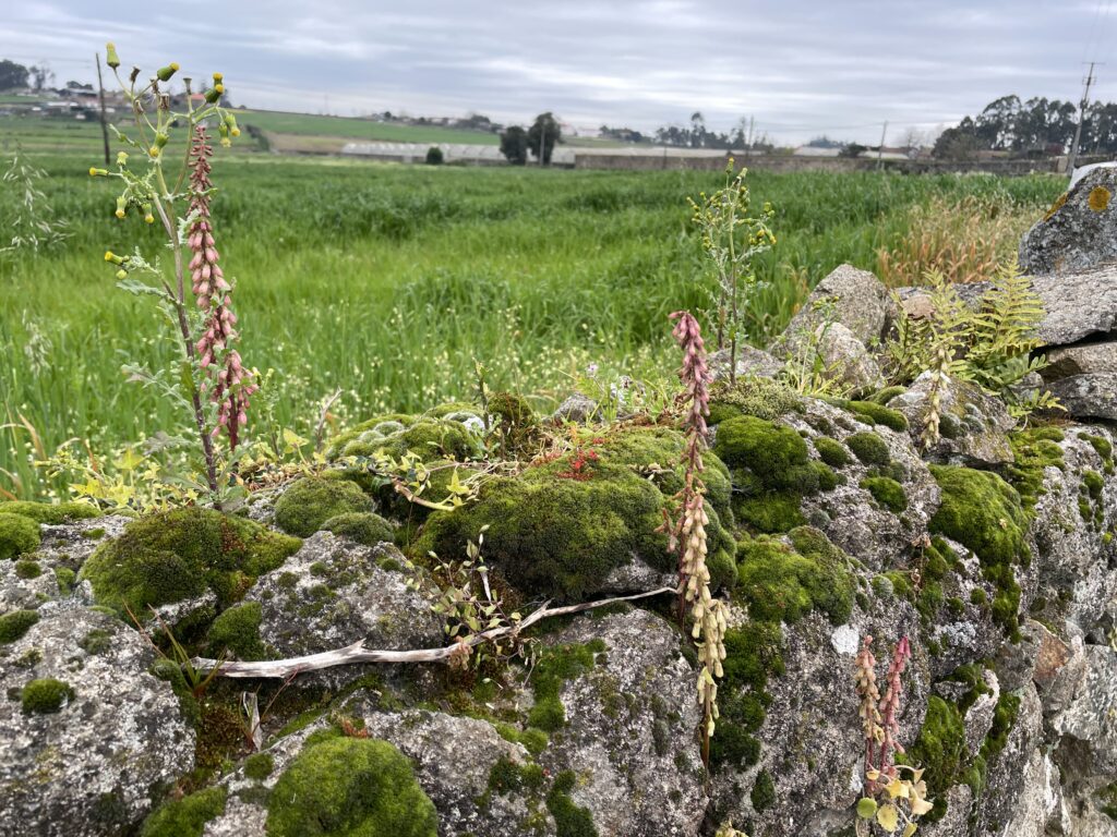 best time to walk the camino de santiago